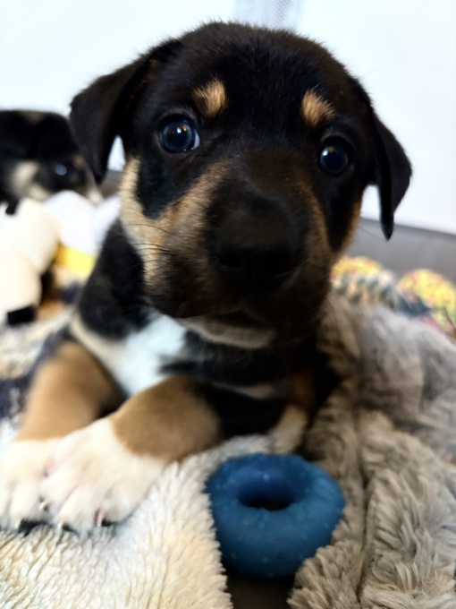 Border Collie × Black Mouth Cur
