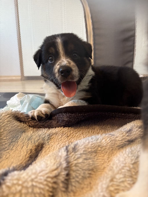 Border Collie × Black Mouth Cur