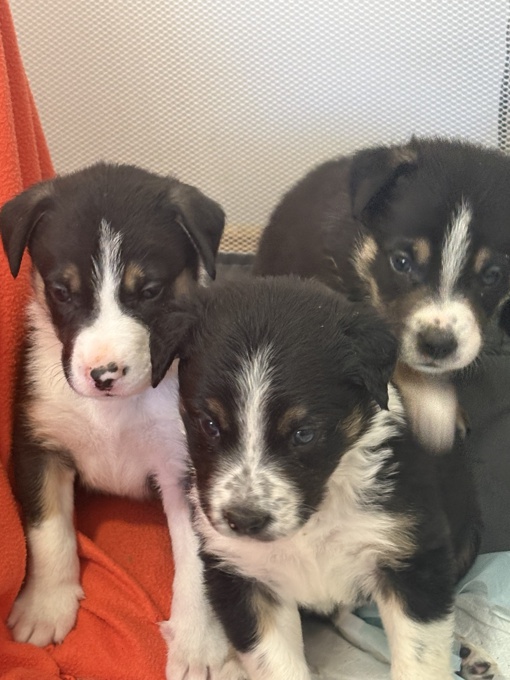 Border Collie × Black Mouth Cur