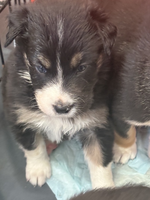 Border Collie × Black Mouth Cur