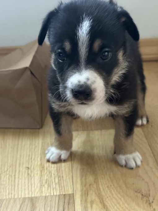 Border Collie × Black Mouth Cur