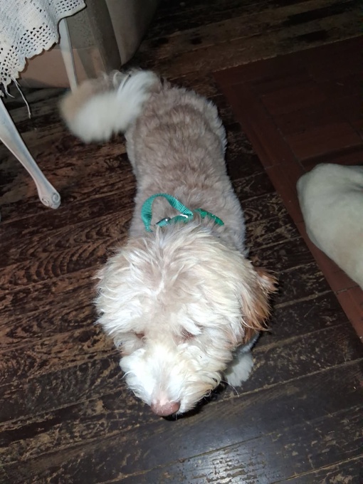 Aussiedoodle