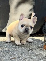 French bulldog