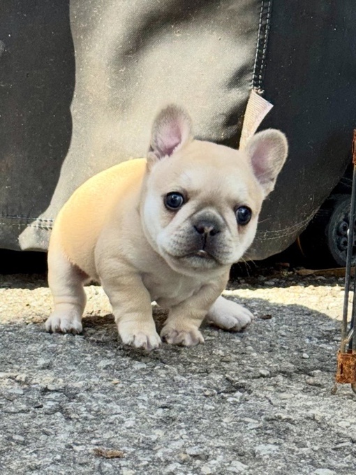 French bulldog