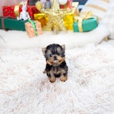 Yorkie puppies