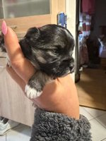yorkie
