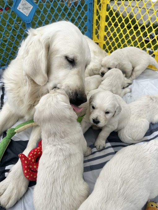 Golden Retriever