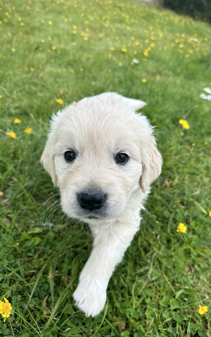Golden Retriever