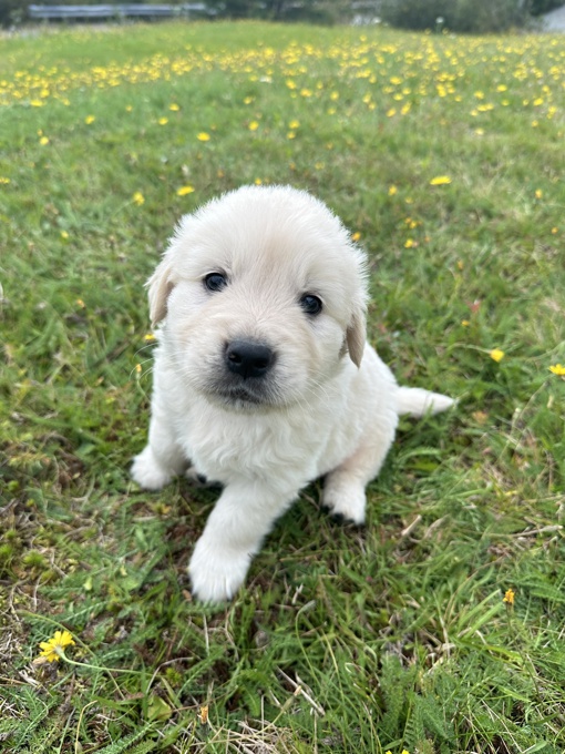 Golden Retriever