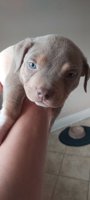 American bully