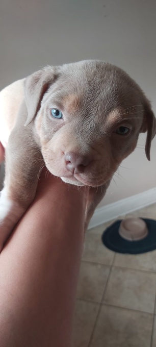 American bully