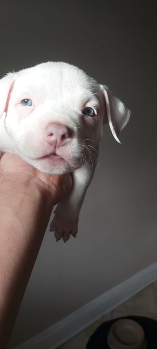 American bully