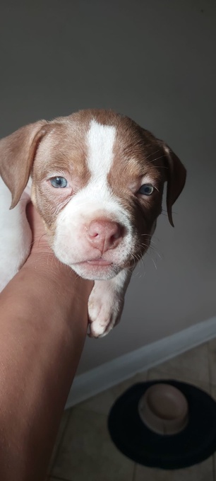 American bully