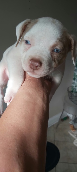American bully