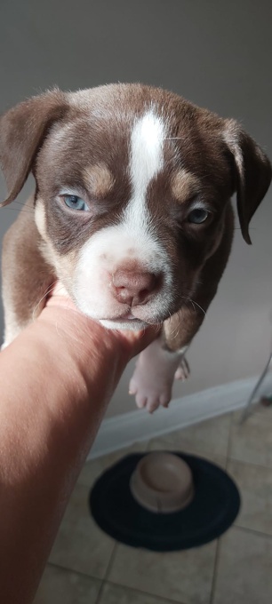 American bully