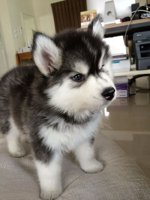 Alaskan Malamute