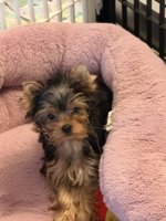 yorkshire terrier
