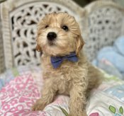 HavaPoo Havanese x Poodle
