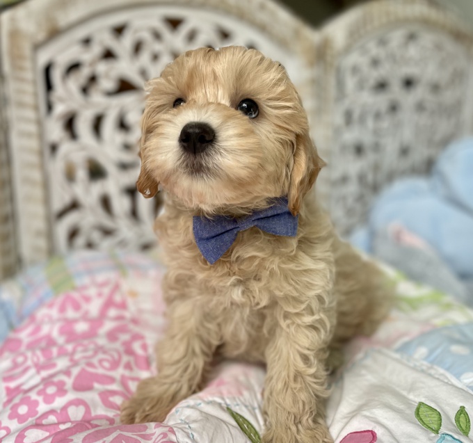HavaPoo Havanese x Poodle