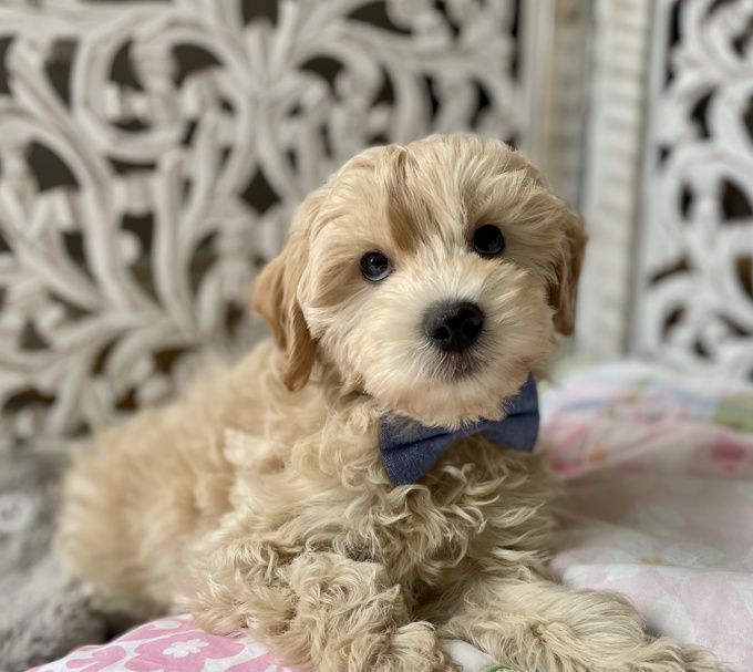 HavaPoo Havanese x Poodle