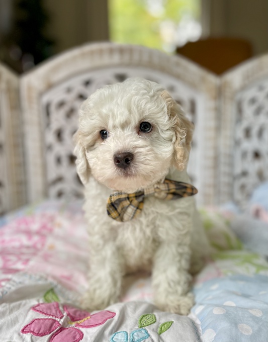 HavaPoo Havanese x Poodle