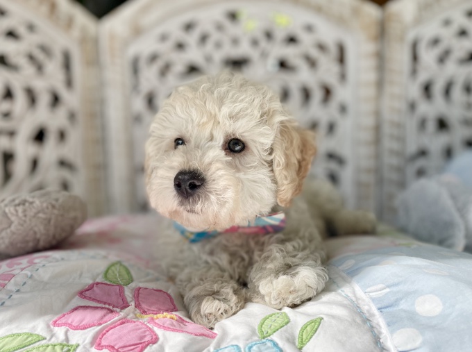 HavaPoo Havanese x Poodle