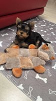 yorkie