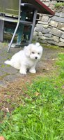 maltese