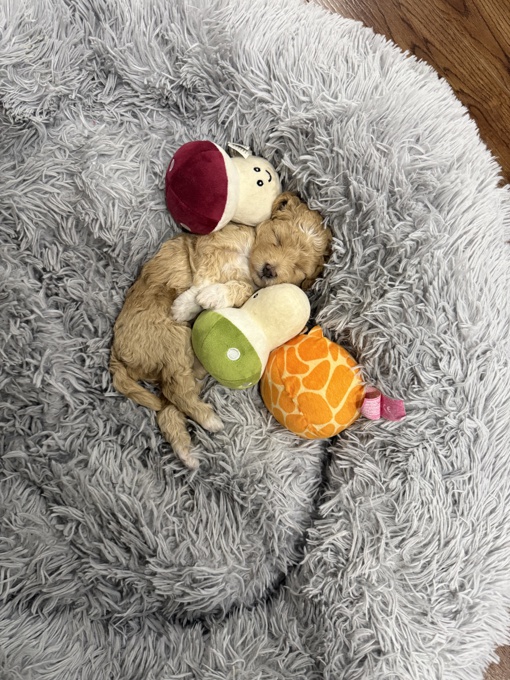 Poodle