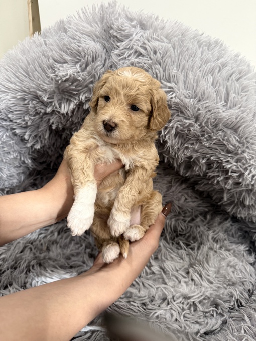Poodle