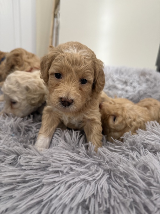 Poodle