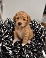 Poodle