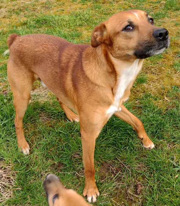 Lab/GermanShepherd/Rottweiler