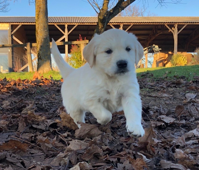 Golden Retriever