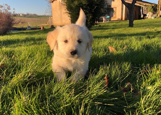 Golden Retriever