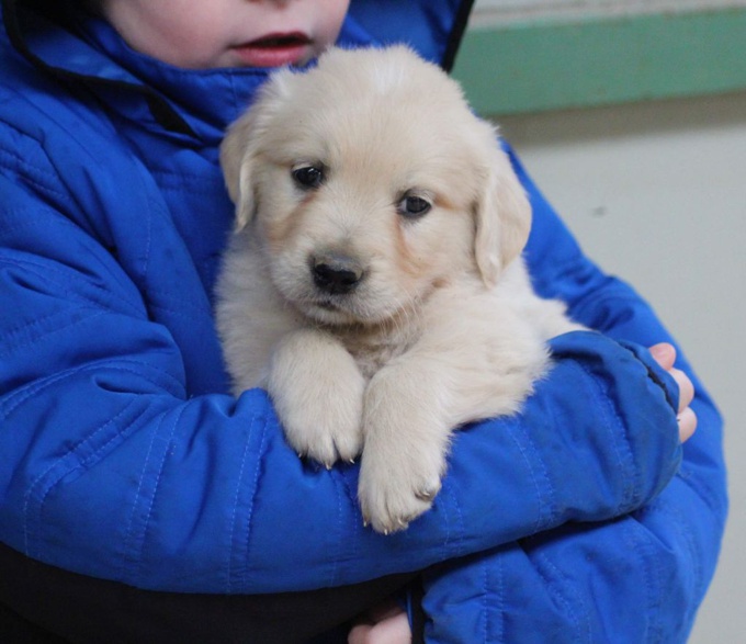 Golden Retriever