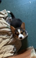 Corgi