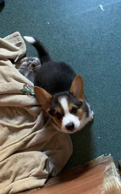Corgi