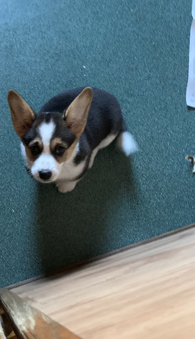 Corgi