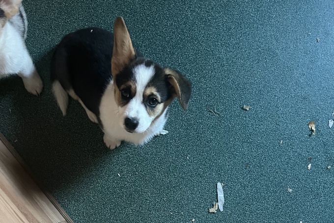 Corgi
