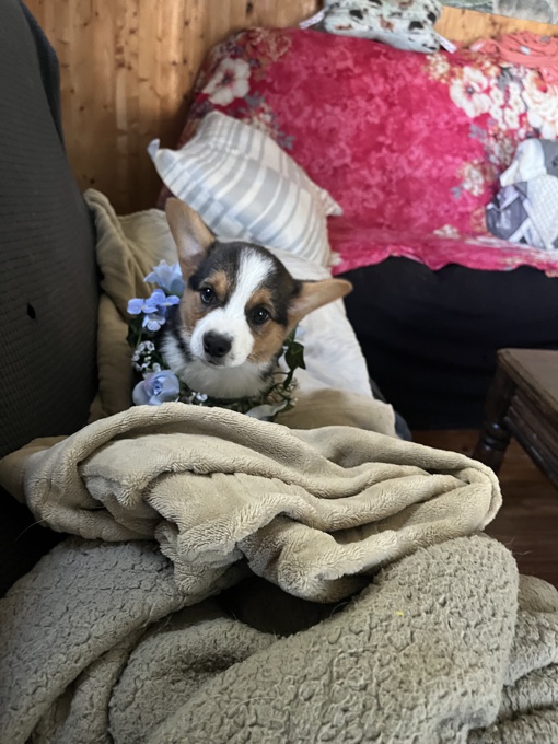 Corgi