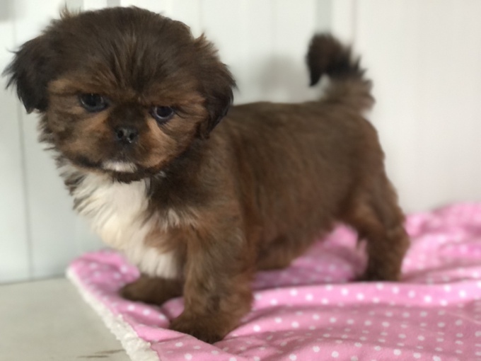 Shih Tzu