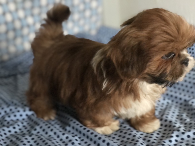 Shih Tzu