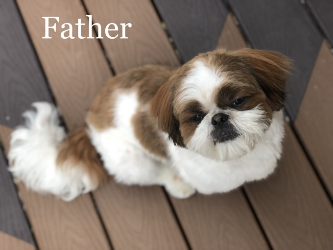 Shih Tzu