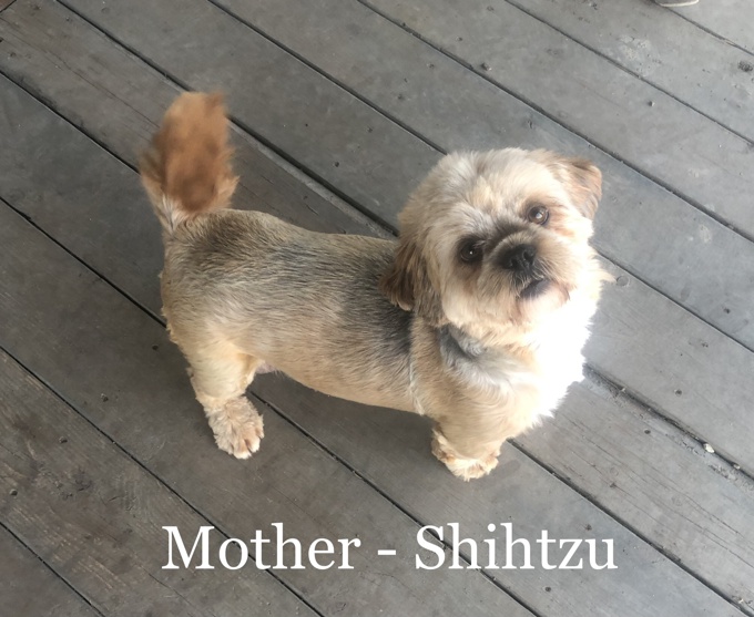 Shih Tzu