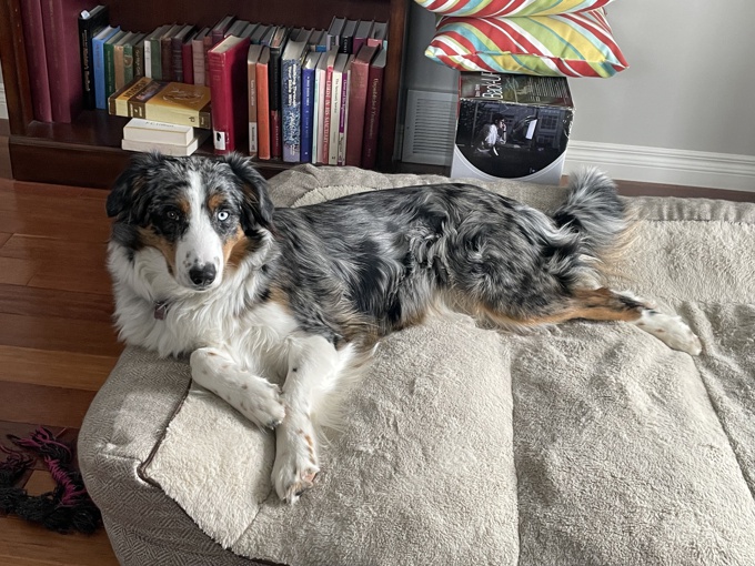 Australian Shepherd