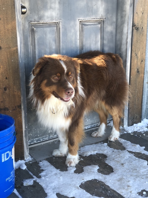 Australian Shepherd