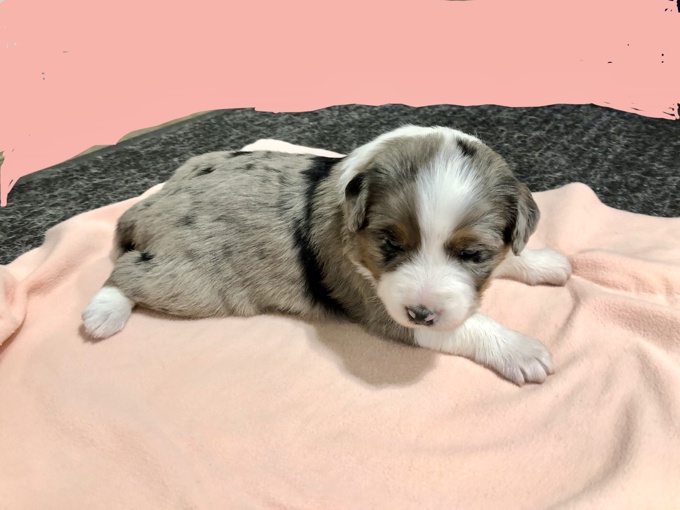 Australian Shepherd