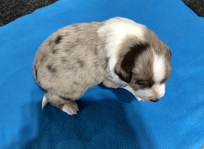Australian Shepherd