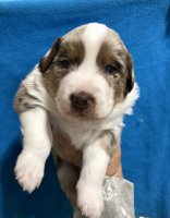 Australian Shepherd